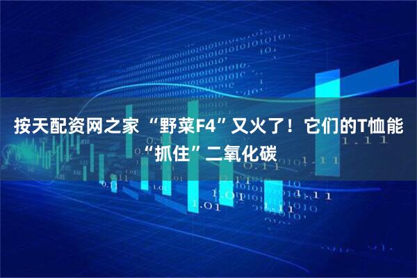 按天配资网之家 “野菜F4”又火了!它们的T恤能“抓住”二氧化碳